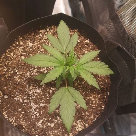Mango smile growlog timeline photo