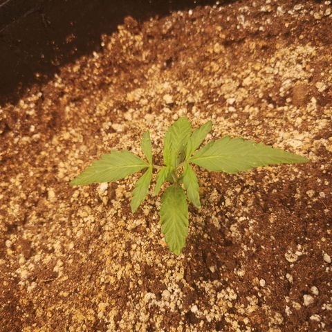 Ripleys og growlog timeline photo