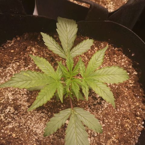 Sour crinkle growlog timeline photo