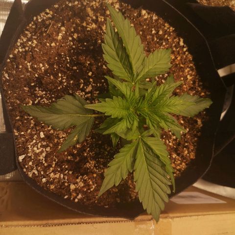 strawberry stomper growlog timeline photo