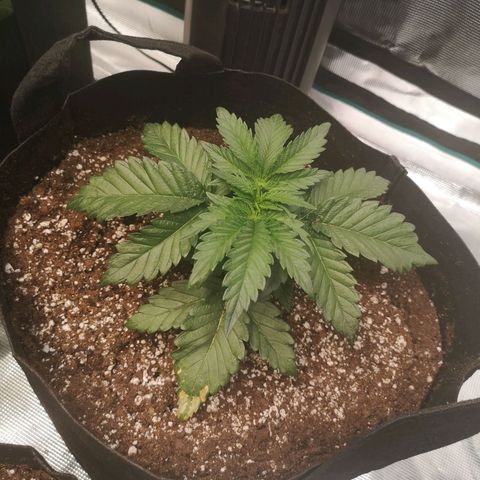 Blueberry cookies 2nd grow growlog timeline photo