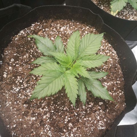 Blueberry cookies 2nd grow 2 growlog timeline photo