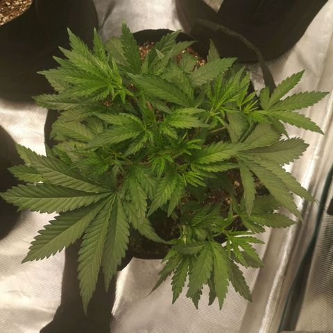 Grape Diamonds growlog timeline photo