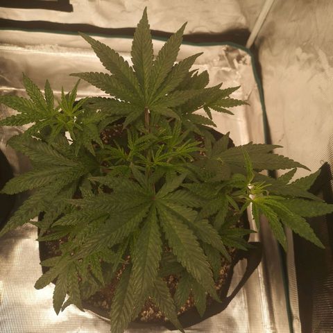 Grape Diamonds 2 growlog timeline photo