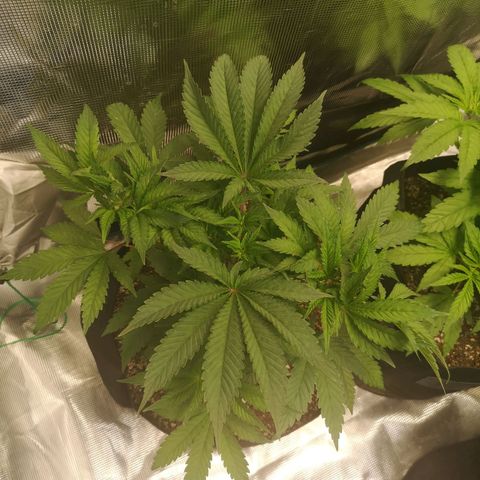 wedding cake growlog timeline photo