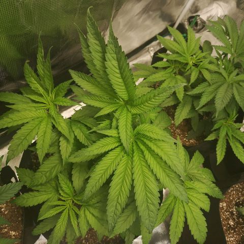 wedding cake 2 growlog timeline photo