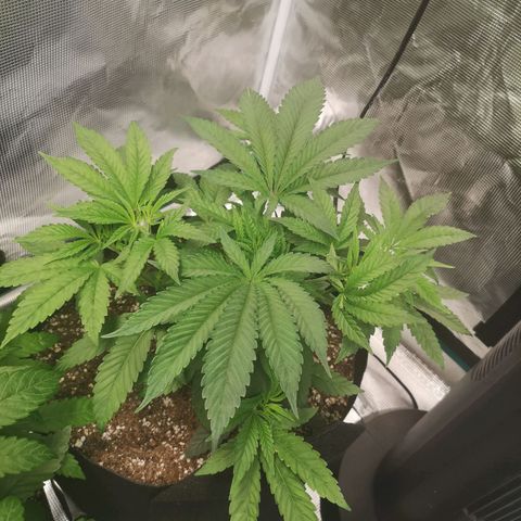 Wedding cake 3 growlog timeline photo