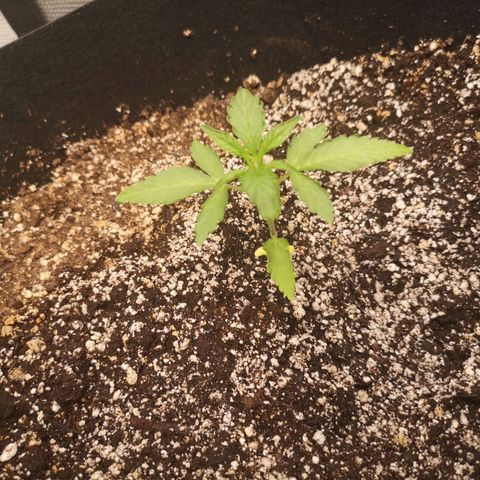 avt x 3 bears og growlog timeline photo