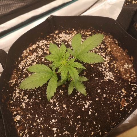 Cdlc growlog timeline photo