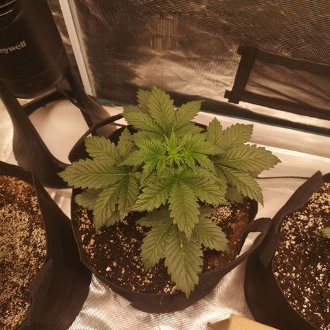 Cdlc 1/2 & 1/2 growlog timeline photo