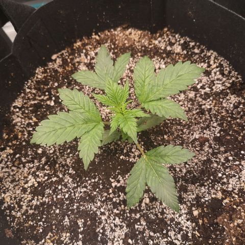 Cdlc myco growlog timeline photo