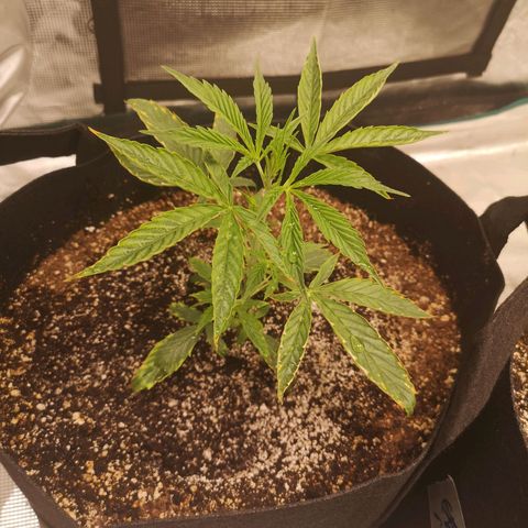 Forgotten cookies growlog timeline photo