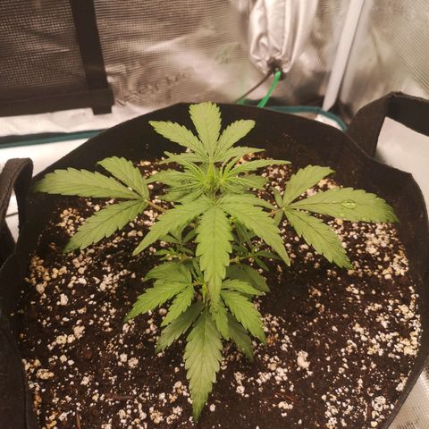 Hubbabubba haze growlog timeline photo