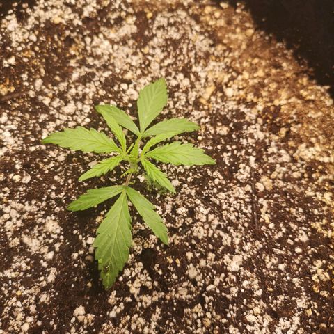 Hubbabubba haze myco growlog timeline photo