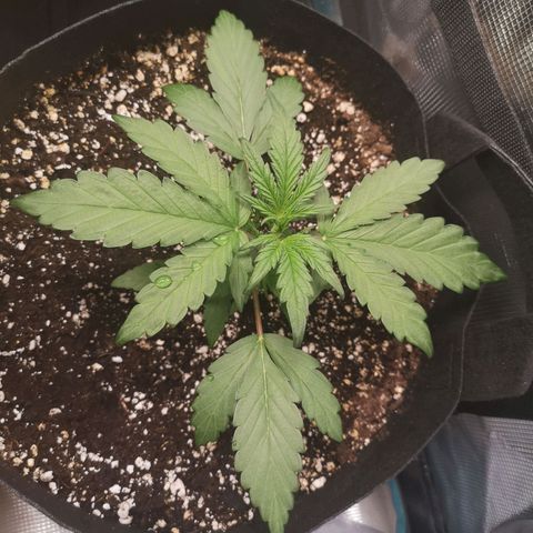 Mango smile growlog timeline photo