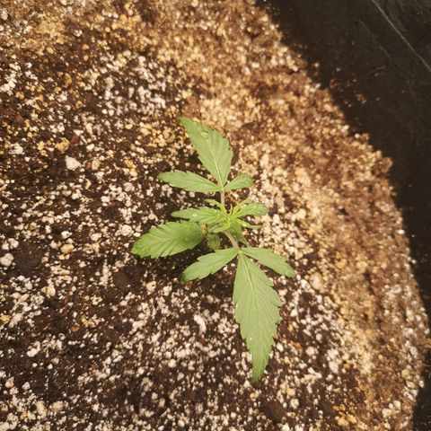 Ripleys og growlog timeline photo
