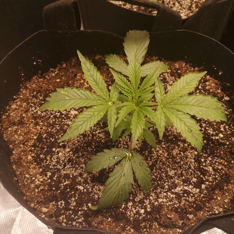 Sour crinkle growlog timeline photo