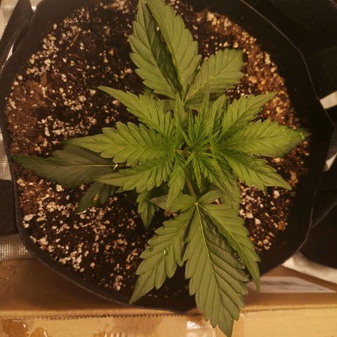 strawberry stomper growlog timeline photo