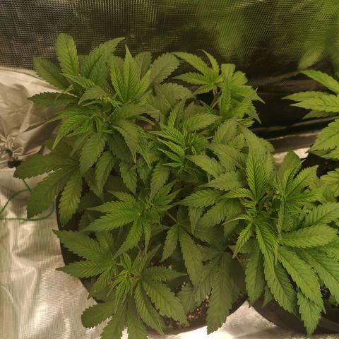 wedding cake growlog timeline photo
