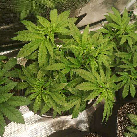 wedding cake 2 growlog timeline photo