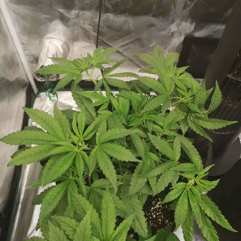 Wedding cake 3 growlog timeline photo