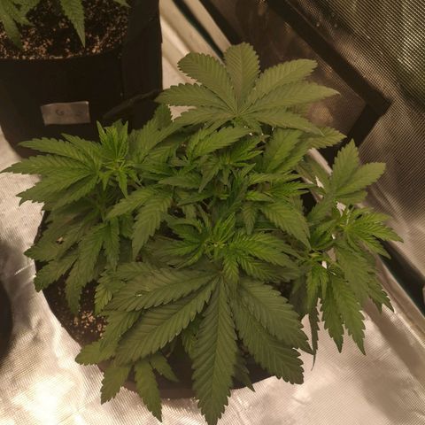 Grape Diamonds growlog timeline photo