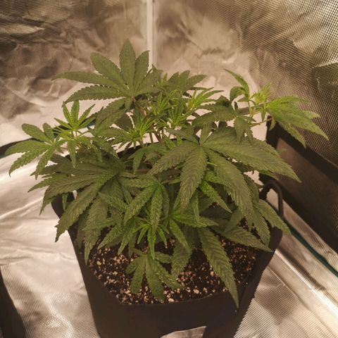 Grape Diamonds 2 growlog timeline photo