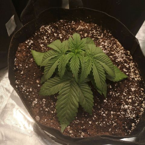 Orange cookie chem 2nd grow growlog timeline photo
