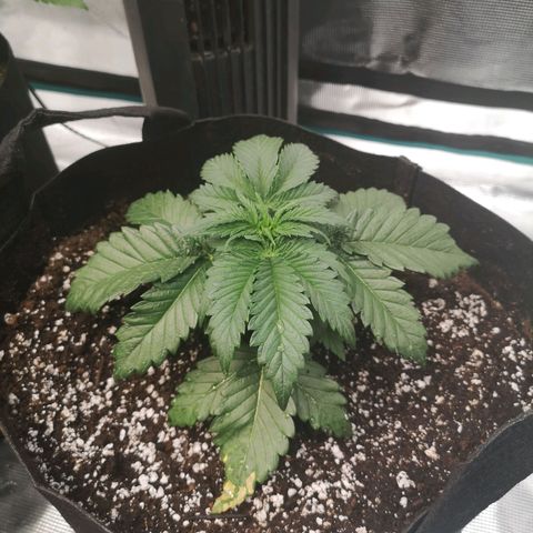 Blueberry cookies 2nd grow growlog timeline photo