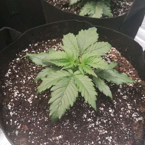 Blueberry cookies 2nd grow 2 growlog timeline photo