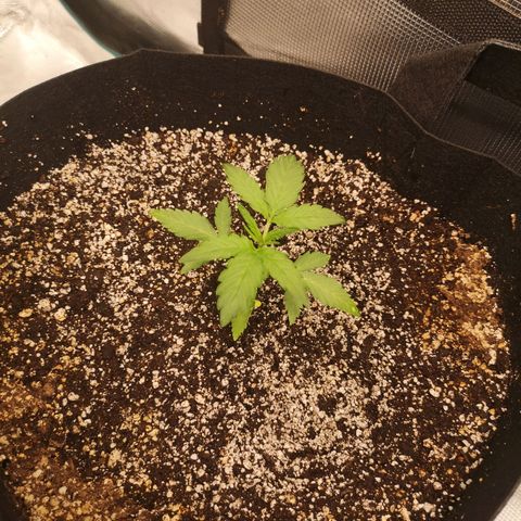 avt x 3 bears og growlog timeline photo