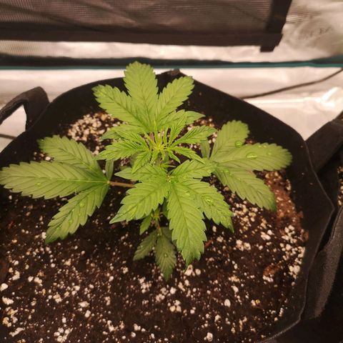 Cdlc growlog timeline photo