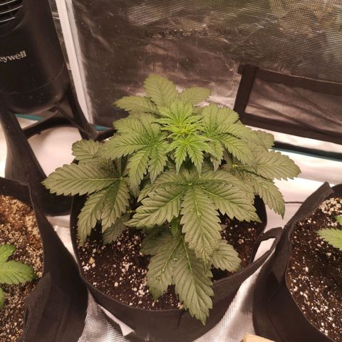 Cdlc 1/2 & 1/2 growlog timeline photo