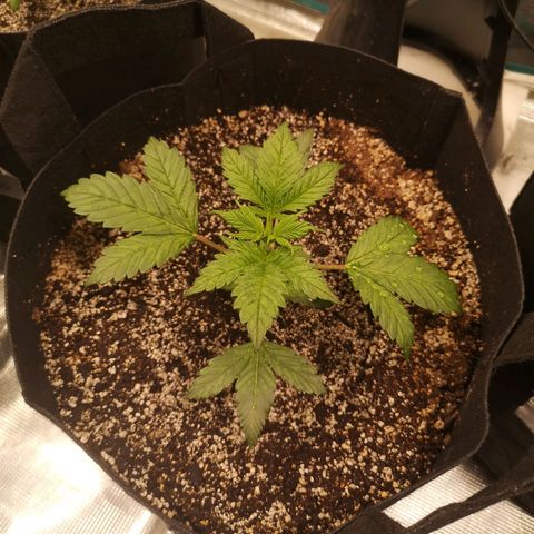 Cdlc myco growlog timeline photo