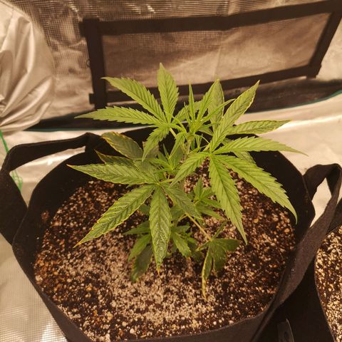 Forgotten cookies growlog timeline photo