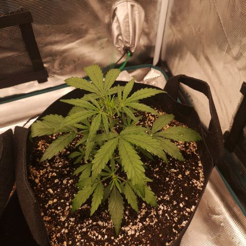 Hubbabubba haze growlog timeline photo