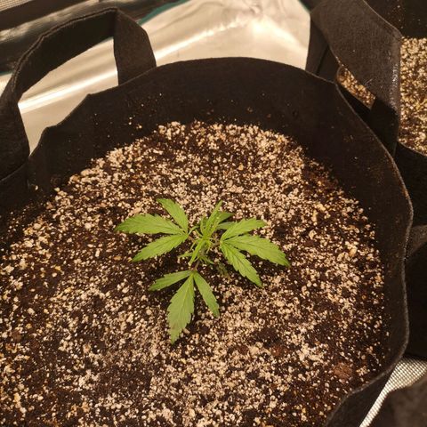 Hubbabubba haze myco growlog timeline photo