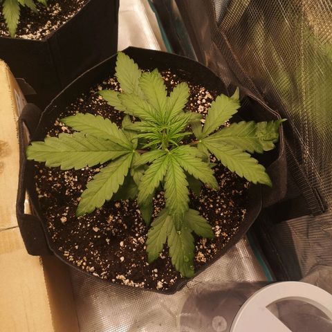 Mango smile growlog timeline photo