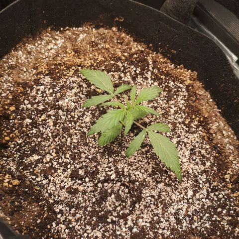 Ripleys og growlog timeline photo