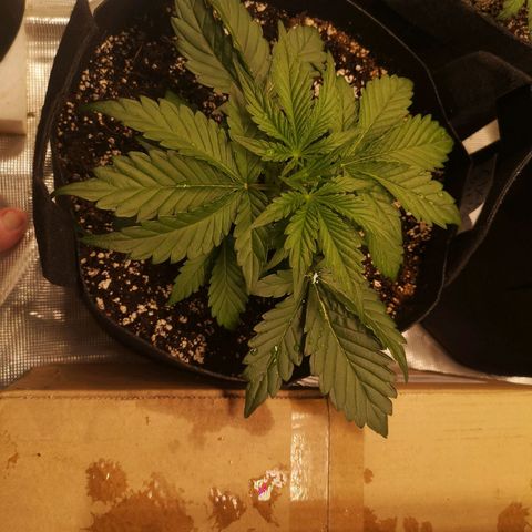 Sour crinkle growlog timeline photo