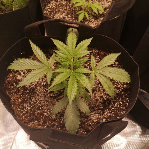 strawberry stomper growlog timeline photo