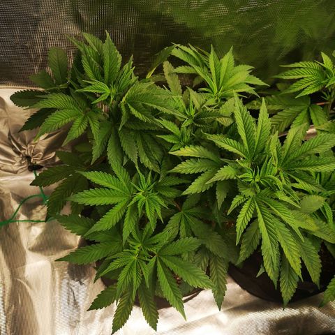 wedding cake growlog timeline photo