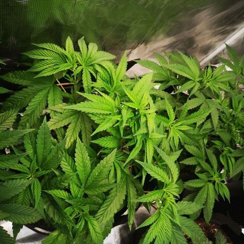 wedding cake 2 growlog timeline photo