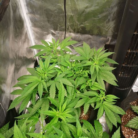 Wedding cake 3 growlog timeline photo