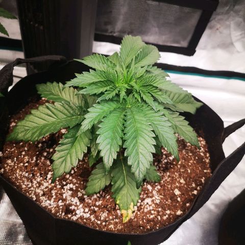 Blueberry cookies 2nd grow growlog timeline photo