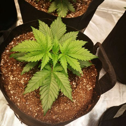 Blueberry cookies 2nd grow 2 growlog timeline photo