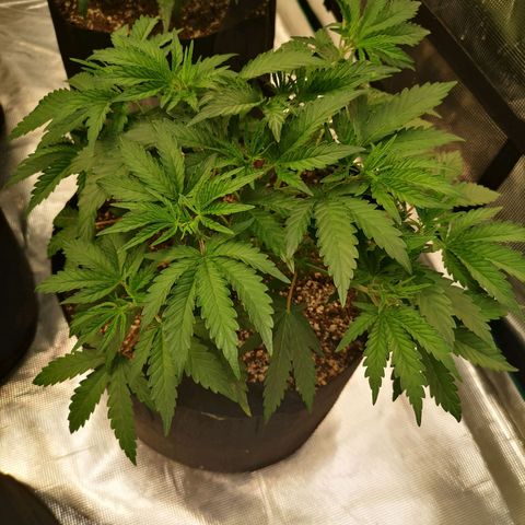 Grape Diamonds growlog timeline photo