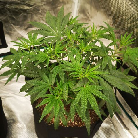 Grape Diamonds 2 growlog timeline photo