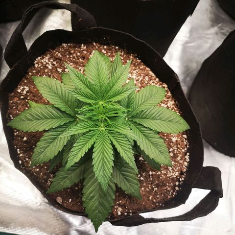 Orange cookie chem 2nd grow growlog timeline photo