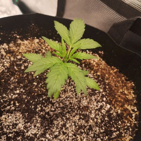 avt x 3 bears og growlog timeline photo